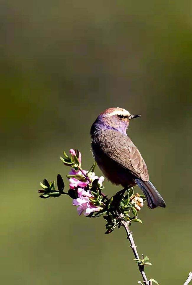 达人分享！什么鸟寿命最长“一抹红尘”