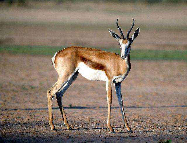 达人分享！什么鸟寿命最长“一抹红尘”