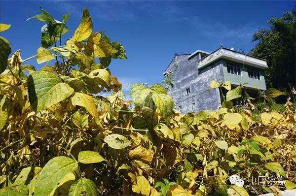 讲解！手指上的世外桃源“一抹红尘”