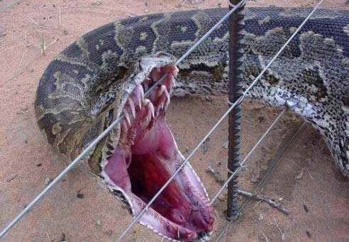 分析！广西桂平大蛇“郢中白雪”