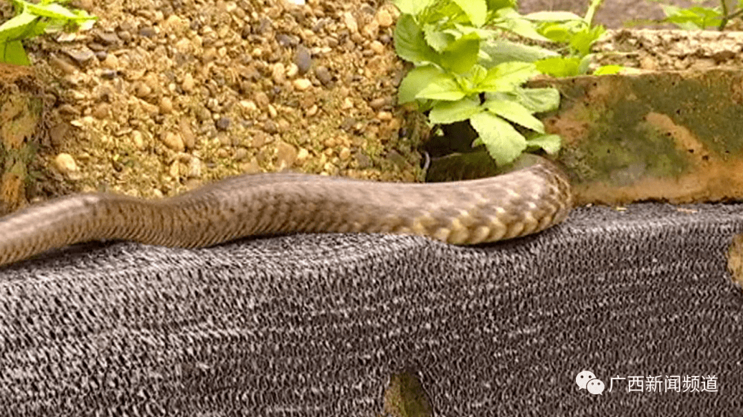 分析！广西桂平大蛇“郢中白雪”