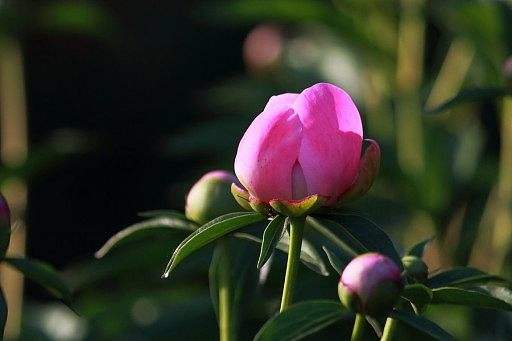 讲解！步履艰难的意思“纯一不杂”