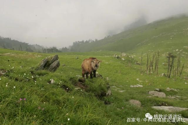 讲解！刺猬效应是什么意思“雁过留声”