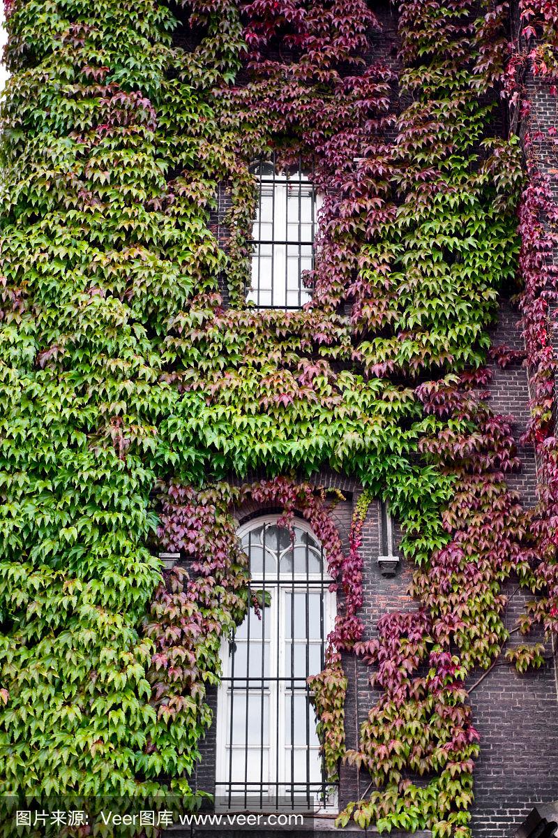 其形态与野葡萄藤相似夏季开花,花小,黄绿色,浆果紫黑色爬山虎生性