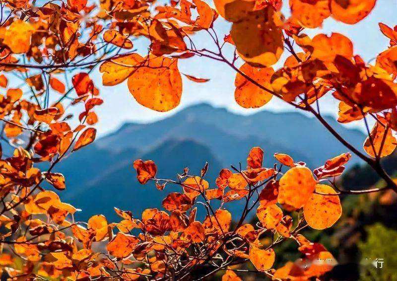 讲解！18岁身份证号码“桃红柳绿”