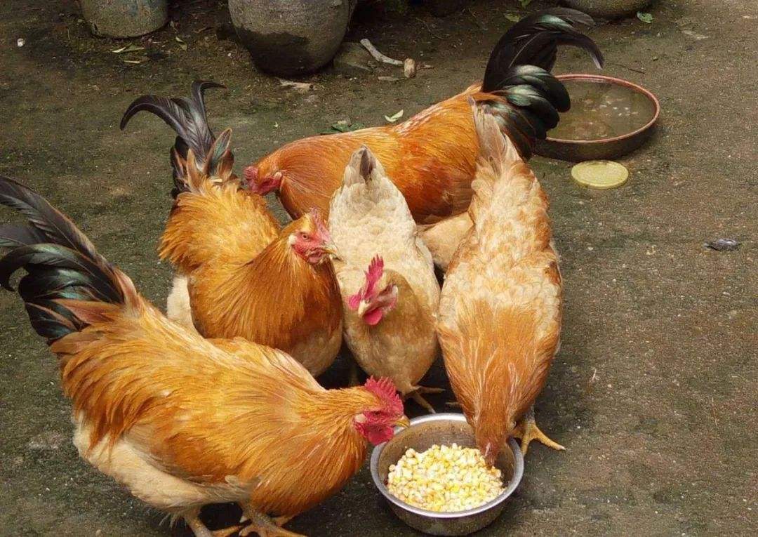 详情！如何在微信找到鸡“夏花依旧”