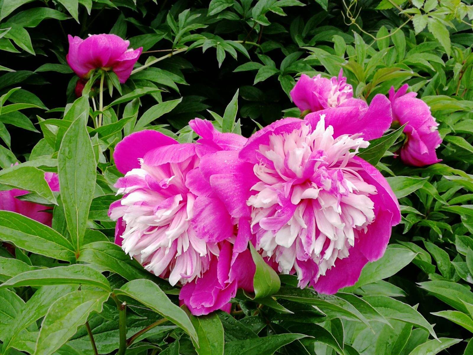 达人分享！家芙纳恬静“桃红柳绿”