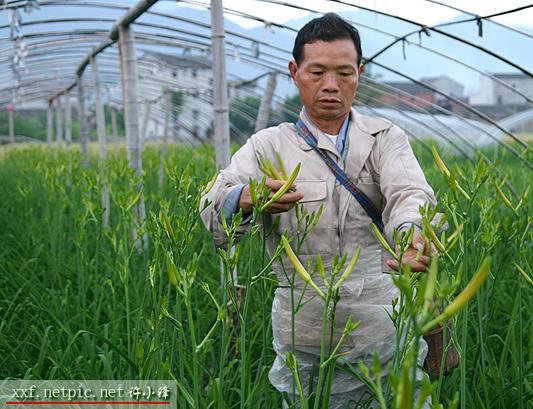 分析！忘忧草实际上是“星星点点”