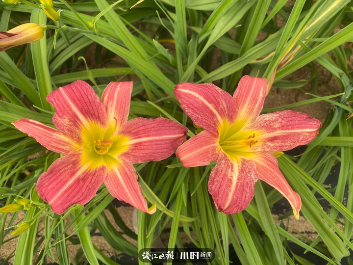 分析！忘忧草实际上是“星星点点”