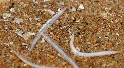 详情！文昌鱼长什么样“郢中白雪”