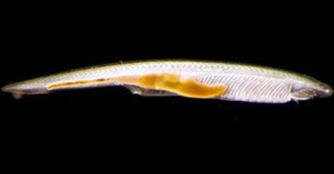 详情！文昌鱼长什么样“郢中白雪”