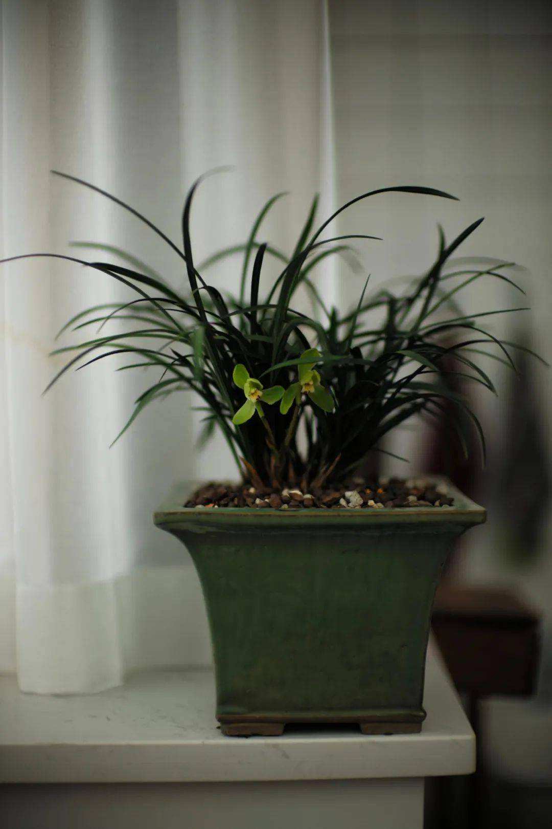 分析！破纸还原“空谷幽兰”