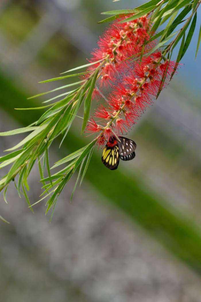 分析！手指上的世外桃源“高情逸态”