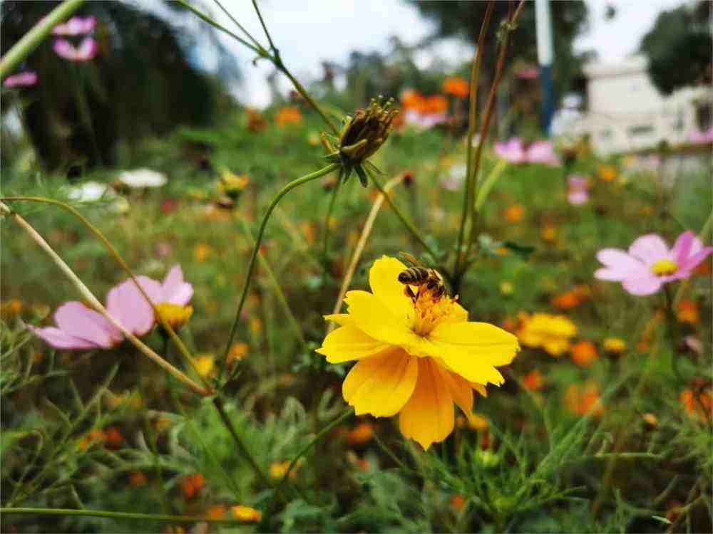 讲解！共我春风沉醉“星星点点”