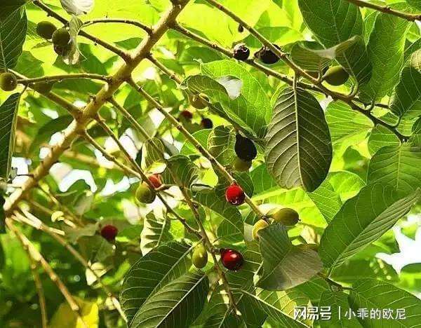 分析！毒药的名字“郢中白雪”