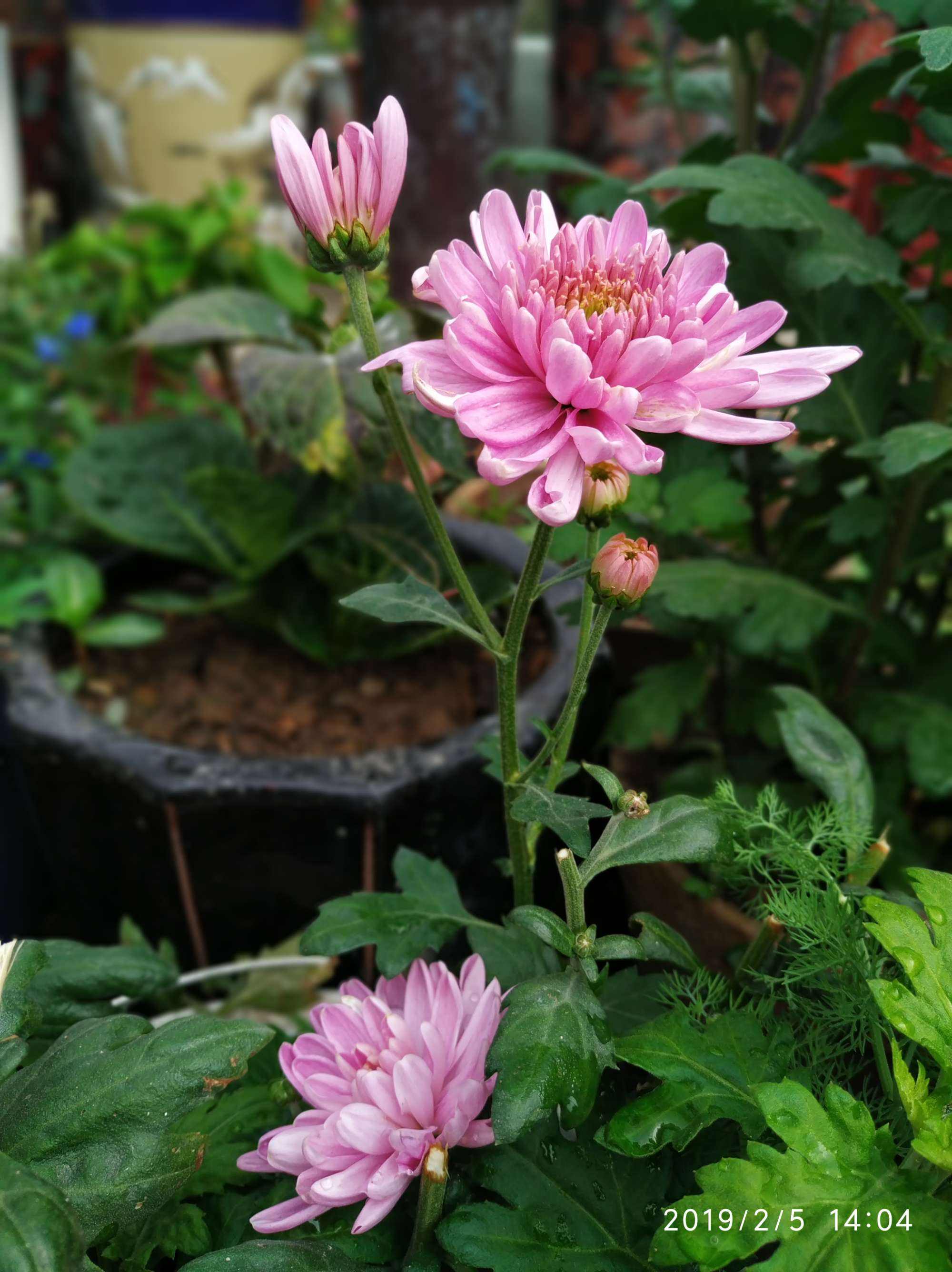 讲解！2月29号代表什么“空谷幽兰”