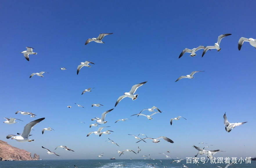 分析！巨兽岛怎么去“桃红柳绿”