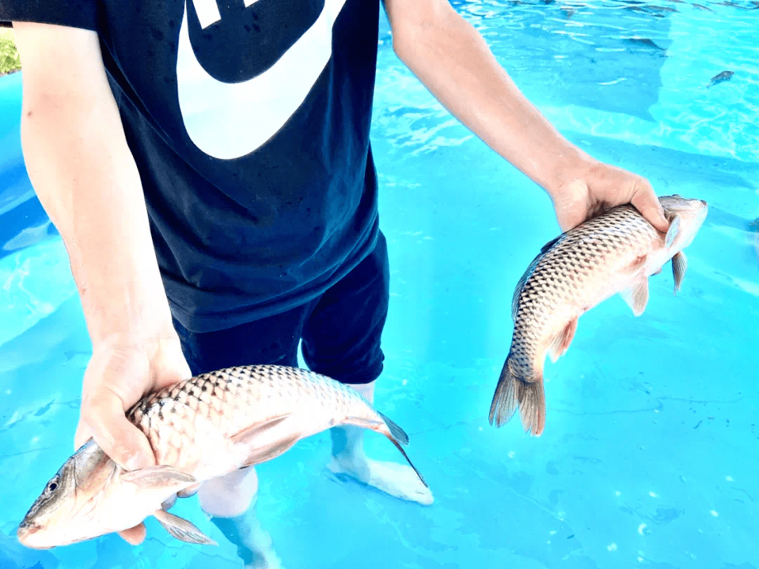 达人分享！鱼儿为什么会游“夏花依旧”