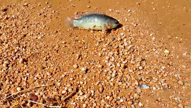 达人分享！鱼儿为什么会游“夏花依旧”