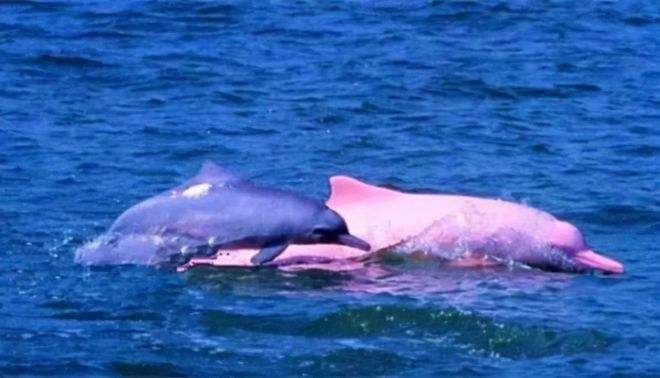 分析！世界上海拔最低的海是“纯一不杂”