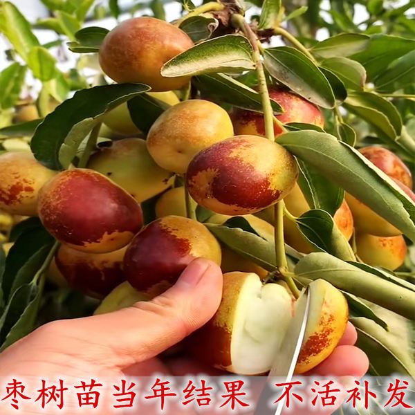 分析！枣树图片“郢中白雪”