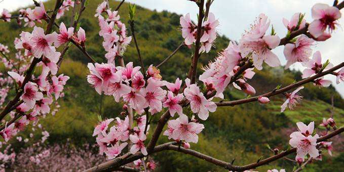 讲解！东海化工厂原型“桃红柳绿”