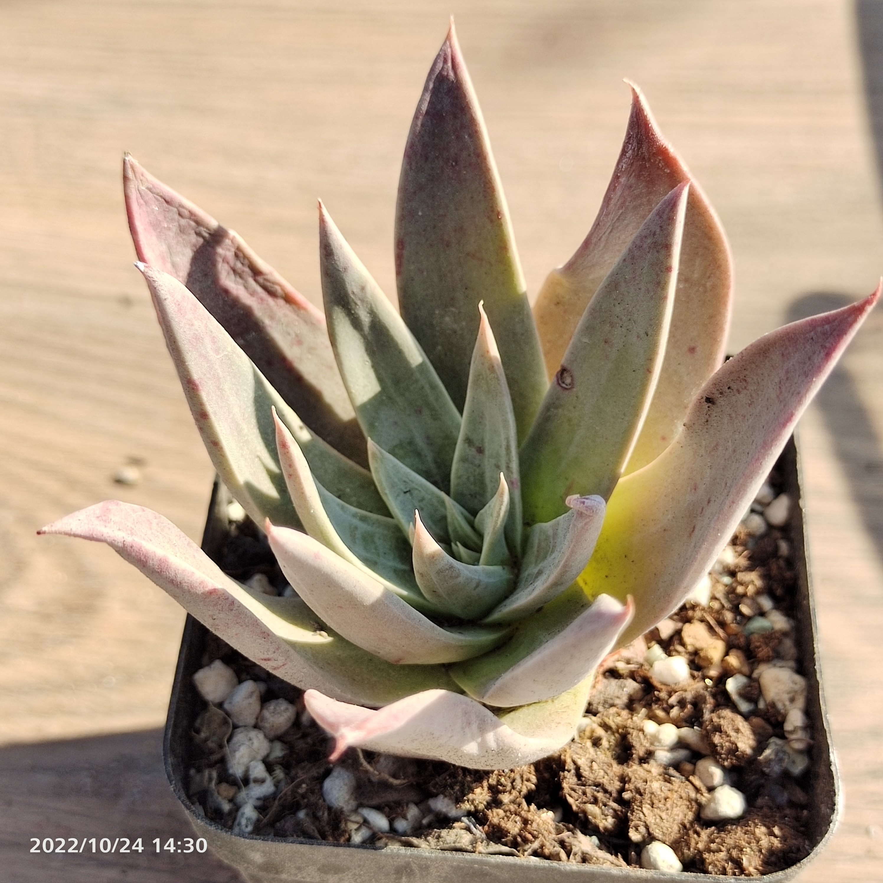 分析！新四小天王“纯一不杂”