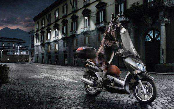 讲解！蒙太奇原是什么术语“夏花依旧”