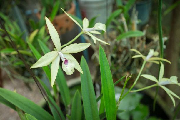 讲解！人民的名义磁力链接“空谷幽兰”