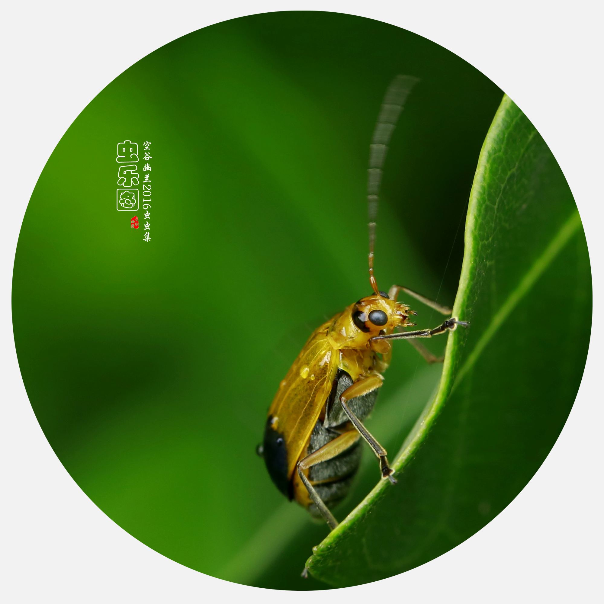 讲解！人民的名义磁力链接“空谷幽兰”