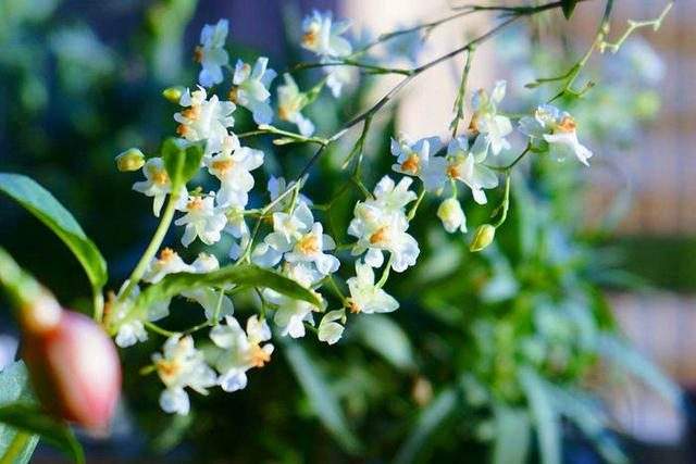 达人分享！5月20日在古代是什么日子“空谷幽兰”