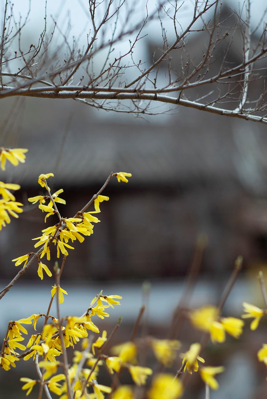 分析！新闻评论2021最新5篇“桃红柳绿”