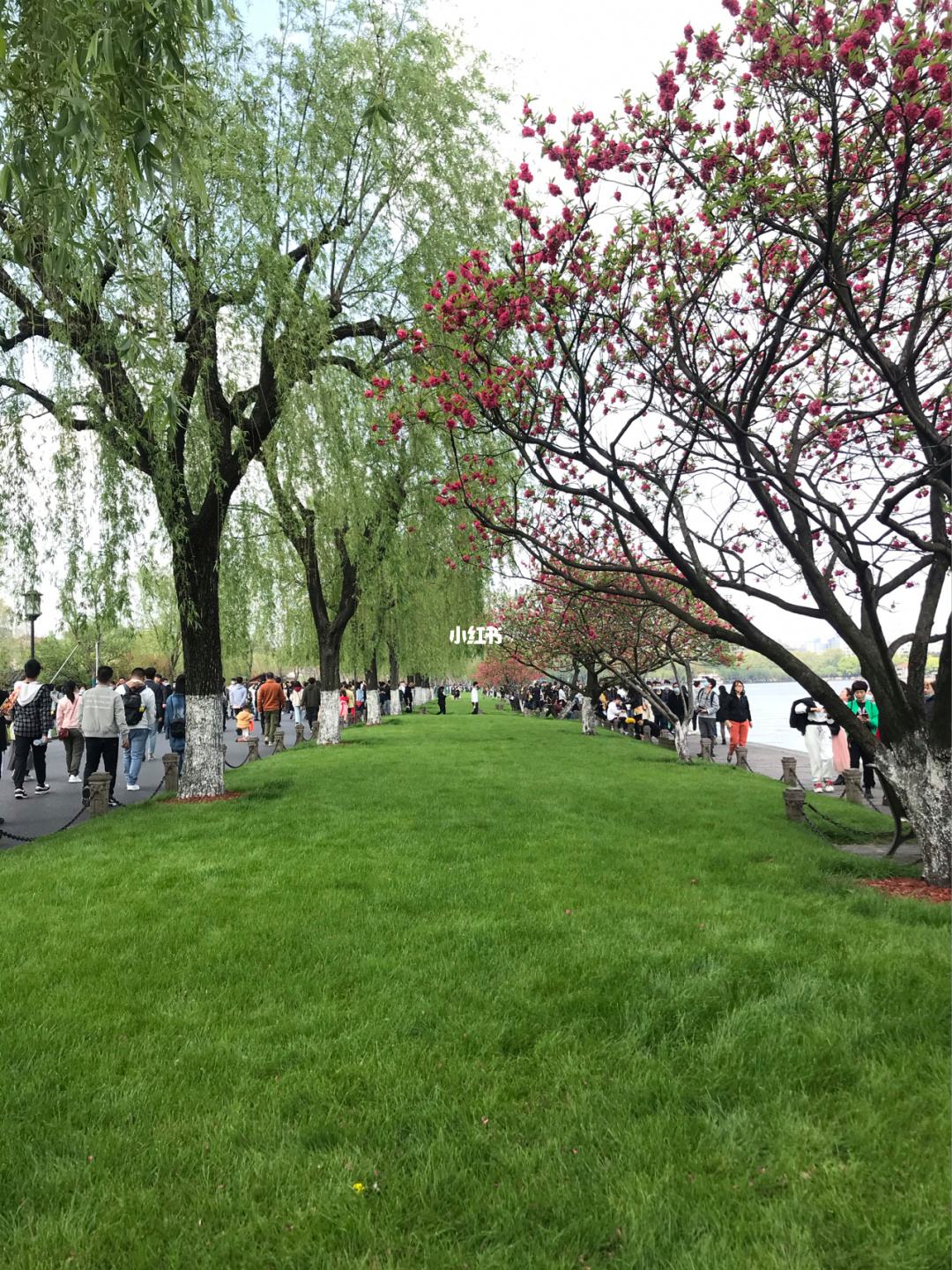 分析！新闻评论2021最新5篇“桃红柳绿”