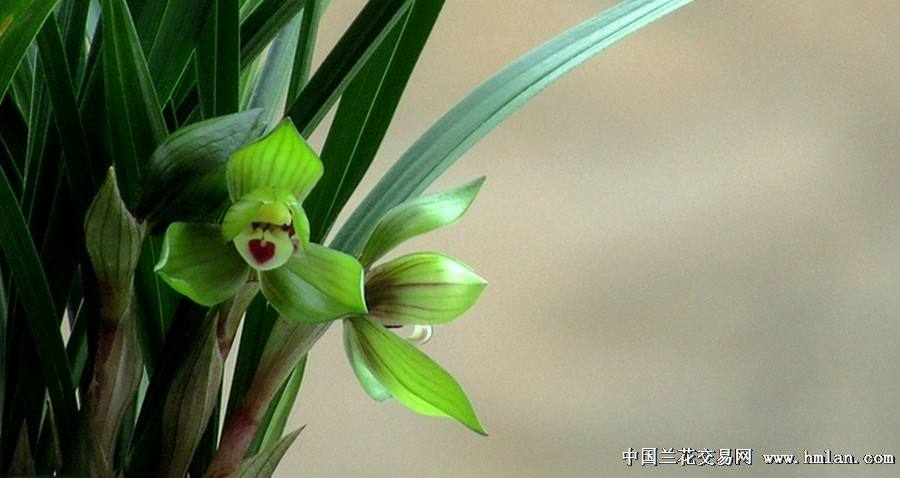 讲解！2021年是中国最可怕的一年“空谷幽兰”