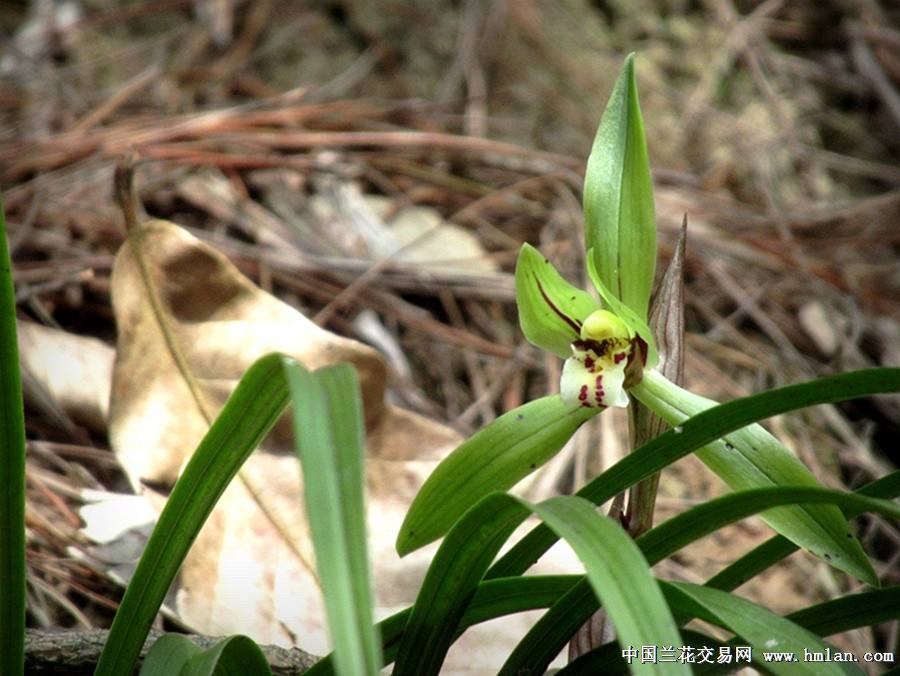 讲解！2021年是中国最可怕的一年“空谷幽兰”