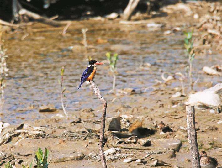 达人分享！豹猫多少钱