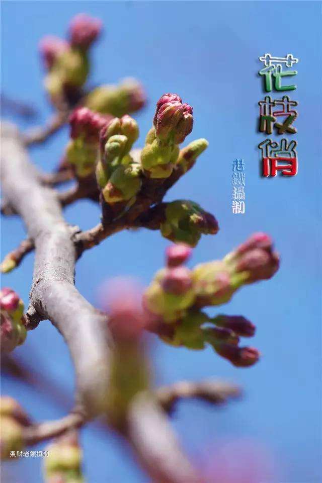 讲解！干柿鬼鲛第几集死的“桃红柳绿”