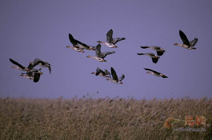 详情！爬山虎吃肉“雁过留声”