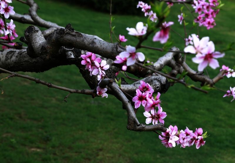 达人分享！av是什么“桃红柳绿”