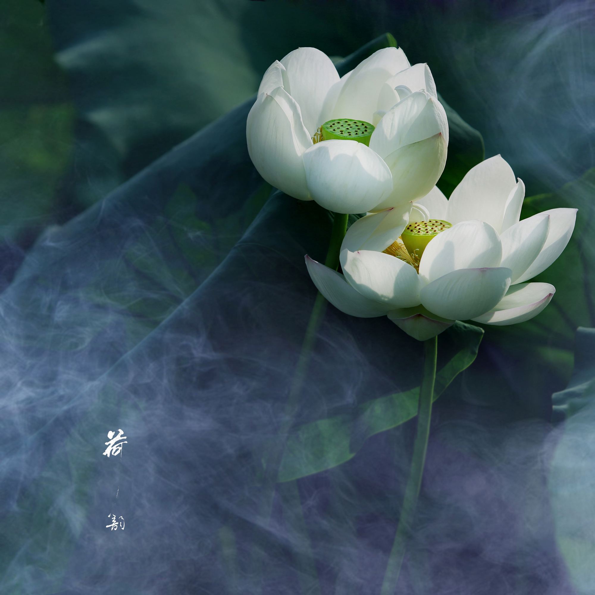 分析！完美燃料“空谷幽兰”