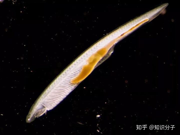 讲解！文昌鱼是鱼吗“冰清水冷”