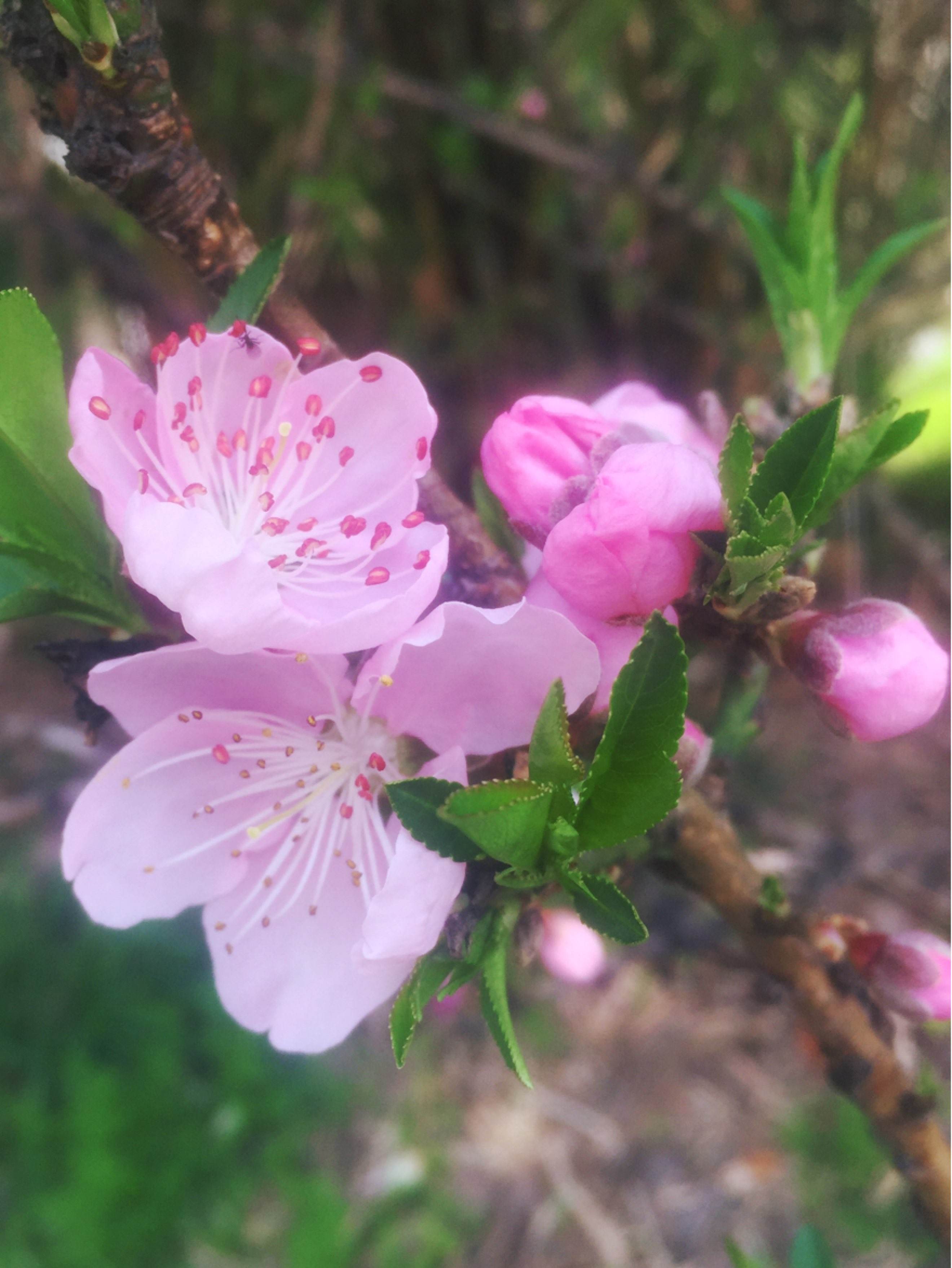 达人分享！免费查对方手机位置“桃红柳绿”