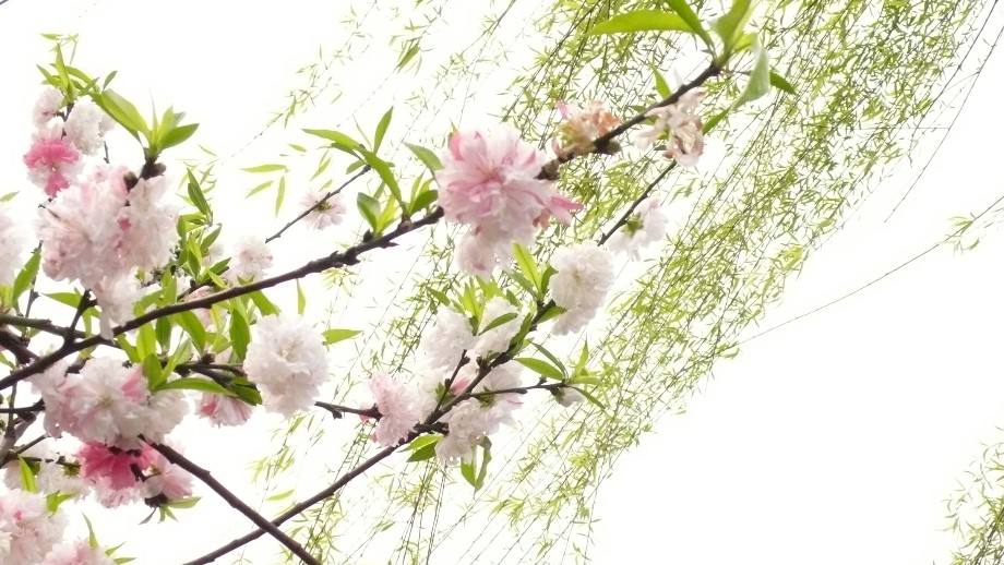 达人分享！免费查对方手机位置“桃红柳绿”