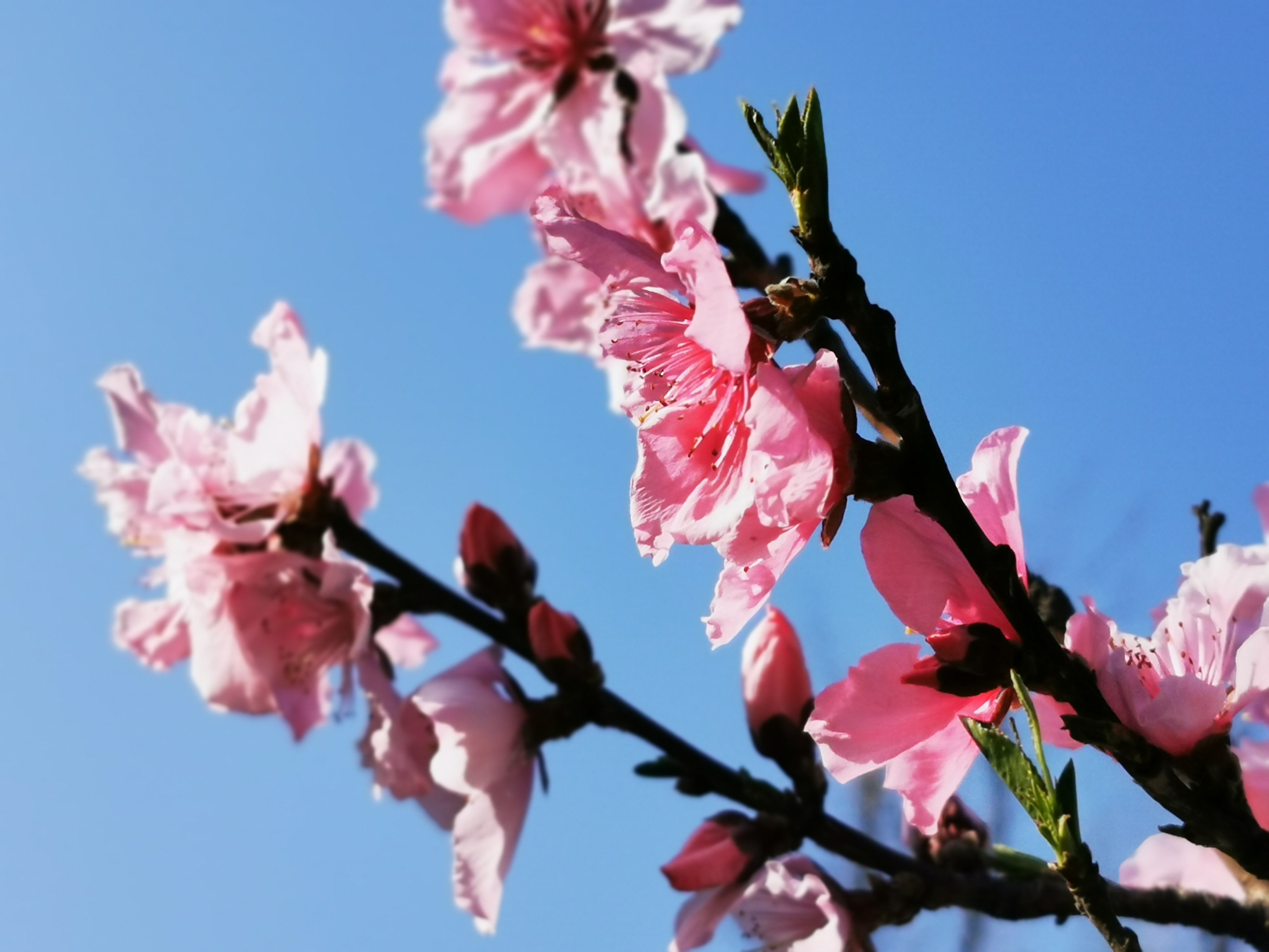 讲解！英雄联盟怎么进不去“桃红柳绿”