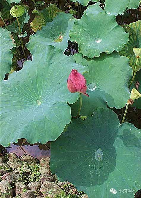 分析！奥数之家“一抹红尘”