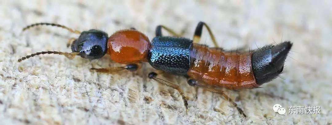 分析！隐翅虫主要分布在哪里