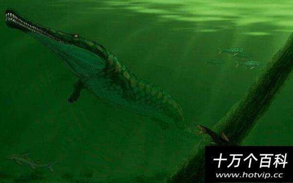 讲解！世界上最大的鱼类是什么“雁过留声”