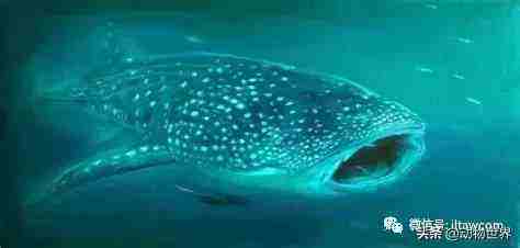 讲解！世界上最大的鱼类是什么“雁过留声”