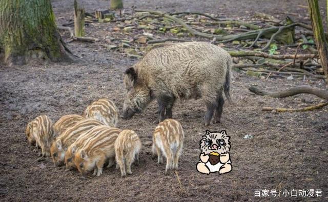 讲解！猪鬼王道“星星点点”