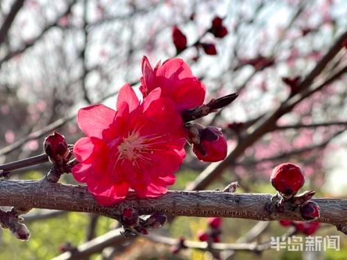 讲解！怎样建立电子邮箱“桃红柳绿”